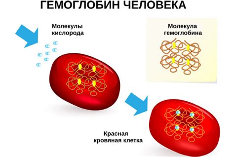 Роль гликозилированного гемоглобина в организме человека