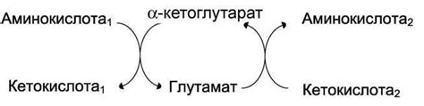 Роль глутамата в передаче нервных импульсов