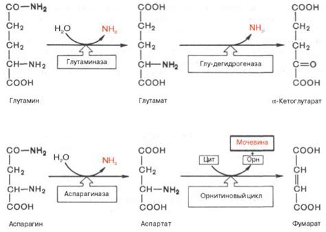 Роль глутаминовой кислоты в организме ребенка