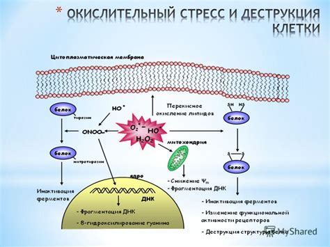 Роль глутатиона в обмене веществ