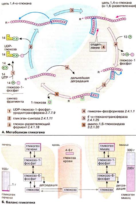 Роль глюкозы в клетках