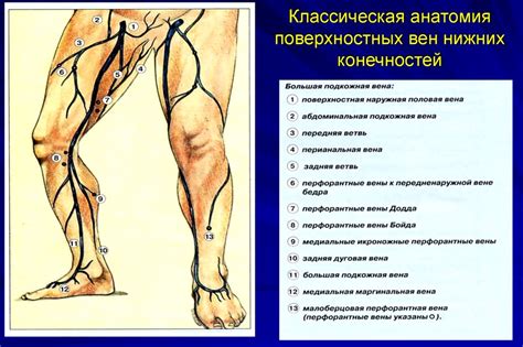 Роль квадрицепса в функционировании нижних конечностей