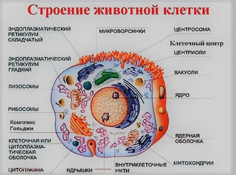 Роль клеточной оболочки в поддержании гармонии и защите клеточной структуры