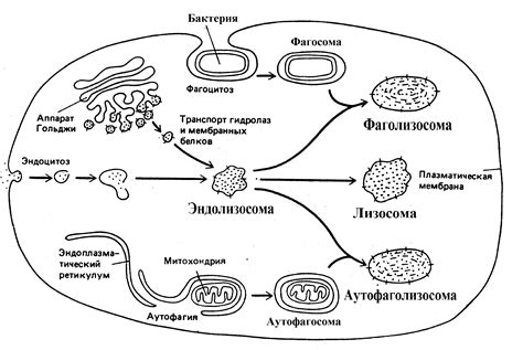 Роль комплекса Гольджи в основных процессах клеточной жизни