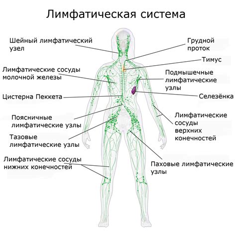 Роль лимфатической системы в паховой области: важность и функции