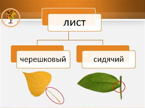 Роль листьев с черешковым и сидячим типом в экосистеме