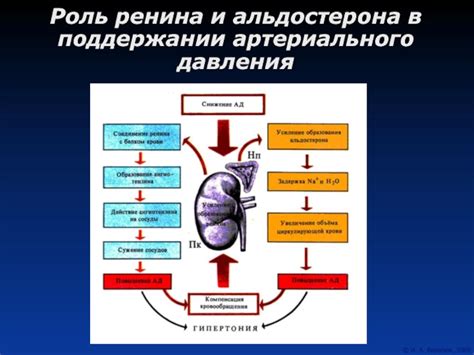 Роль морепродуктов в поддержании здорового давления