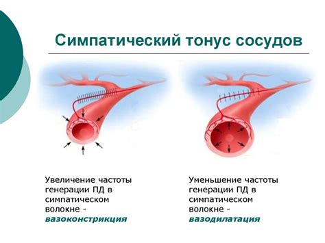 Роль нижнего давления в определении сосудистого тонуса