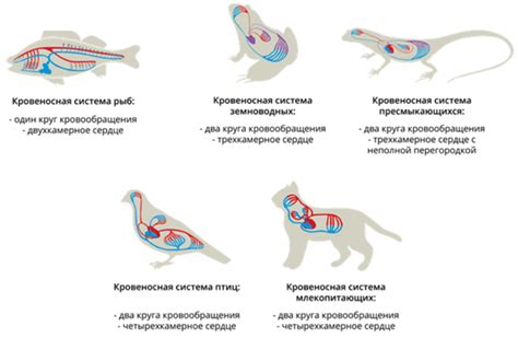 Роль оптимальной дыхательной функции в жизни собаки