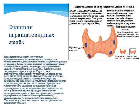 Роль паращитовидных желез в управлении обменом веществ