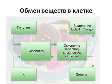 Роль питания и активности в обмене веществ