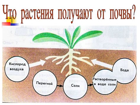 Роль почвы в успешном развитии кешью ореха