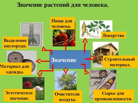 Роль растений с семенами в природе и использование человеком