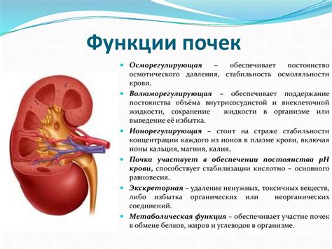 Роль рационального питания в лечении и поддержке функции почек у кошек с ограничением почечной деятельности