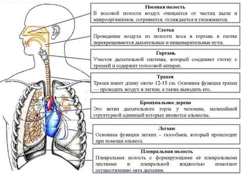 Роль средостения в функционировании дыхательной системы