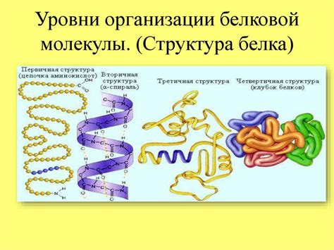 Роль транспортных белков в транслокации синтезированных белков во внеклеточное пространство