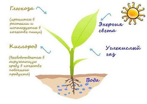 Роль углекислого газа в процессе фотосинтеза растений
