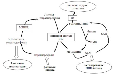 Роль фолиевой кислоты в процессе образования новых клеток