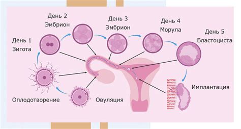 Роль эндокринной системы в процессе формирования зрелой яйцеклетки