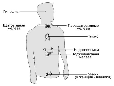 Роль эндокринных веществ в формировании образований в органе, отвечающем за выработку гормонов