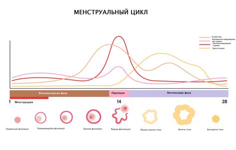 Роль эстрогена и прогестерона в организме женщины: активный фаза цикла