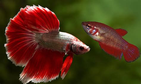 Рыба в снах: интерпретация в зависимости от своего вида и размеров