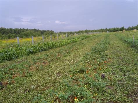 Рынок и применение продукции виноградной фермы "Остракон"