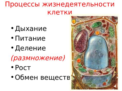 Самостоятельные функции клетки: дыхание, питание и удаление отходов