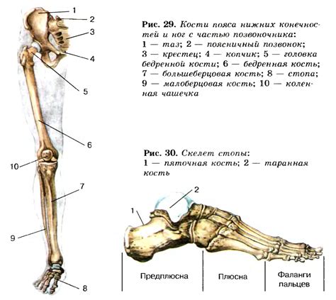 Сборка органов и соединение конечностей