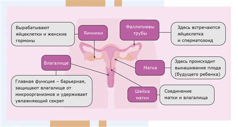 Связь Дэа so4 и функционированием репродуктивной системы у женщин