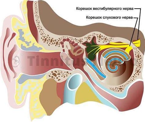 Связь между снижением слуха и ощущением давления в ушах - как решить проблему?