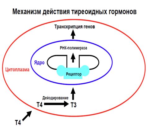 Связь между уровнем гормонов Тиреотропина и Тироксина в организме: причины и последствия сниженного Тиреотропина