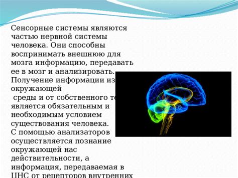 Сенсорные функции мозга: обработка информации извне