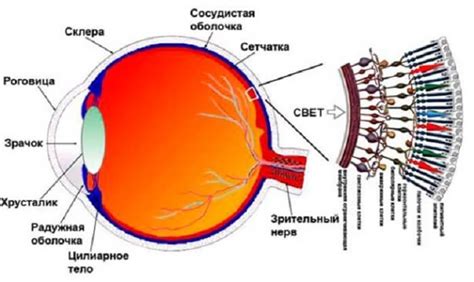 Сетчатка и атаксия: взаимосвязь между заболеванием и нарушениями зрения