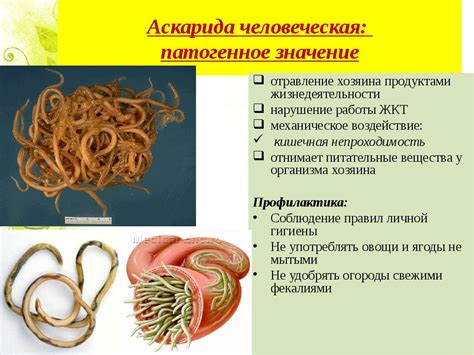 Симптомы и последствия заражения глистами