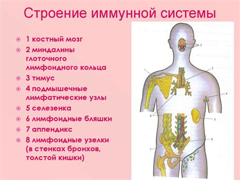 Снижение защитных функций иммунной системы и его воздействие на возникновение воспалительных процессов у женщин