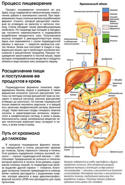 Снижение нагрузки на пищеварительную систему