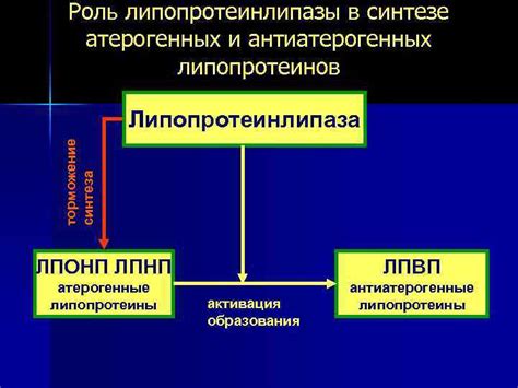 Снижение уровня атерогенных липопротеинов у женщин: эффективные стратегии