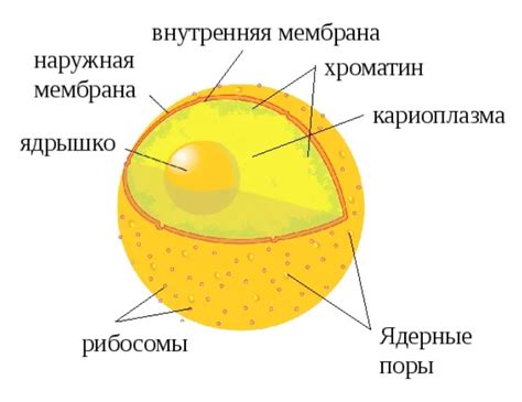 Собственная оболочка клетки: защита и поддержание внутренней структуры