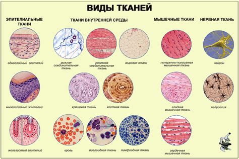 Соединительная ткань: роль в организме