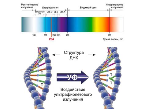 Солнечные лучи и эффекты ультрафиолетового излучения