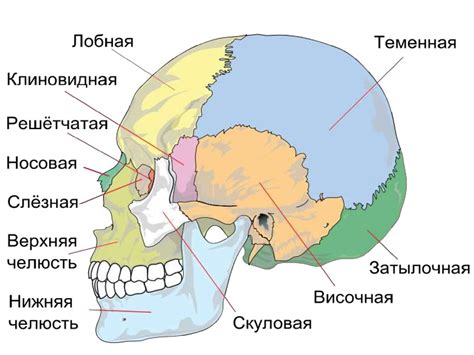 Сон о черепе и его воздействие на мужскую самооценку