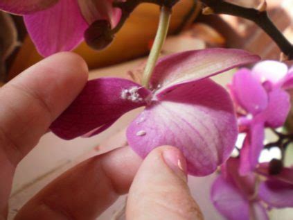 Способы предотвратить повреждение орхидеи вредными насекомыми