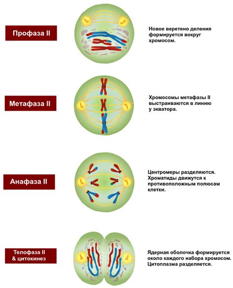 Срезание и рекомбинация хромосом в процессе мейоза