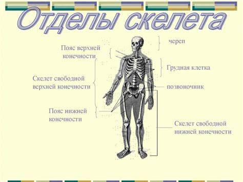 Строение тела и конечностей