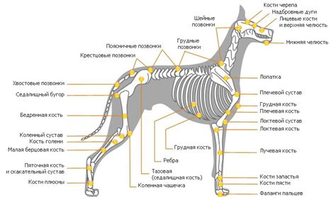 Строение тела и особенности скелета: что отличает лабрадоров от метисов