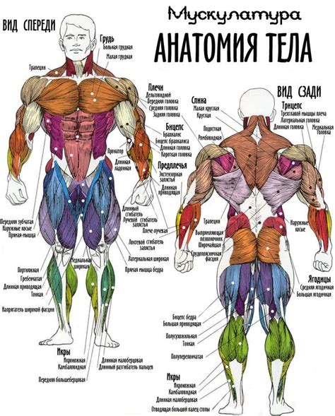 Структура и анатомия уникального палаца