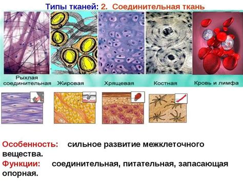 Структура и значимость нервной ткани в биологии