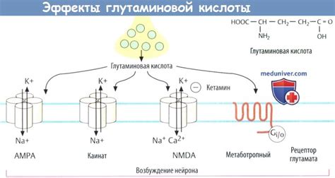 Структура и функционирование глутамата