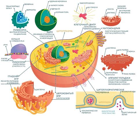 Структура клетки: ключевые компоненты и их функции